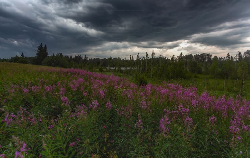 пейзаж, иванчай, ленобласть, дождь, landscape, nature, природа, foggy, forest, ленинградская область Шёл на Питер ураган фото превью