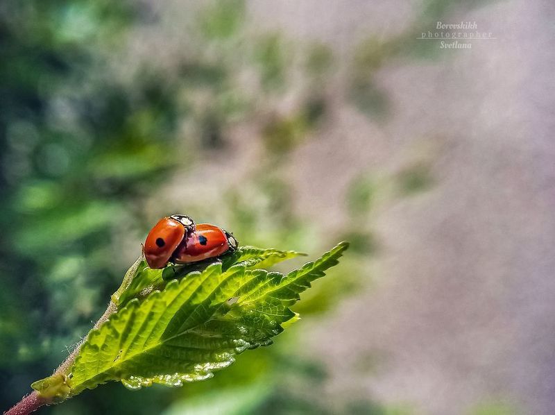Модница Ladybird фото превью