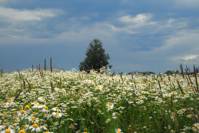 лето,поле,ромашки,небо Ромашковый ковёр фото превью