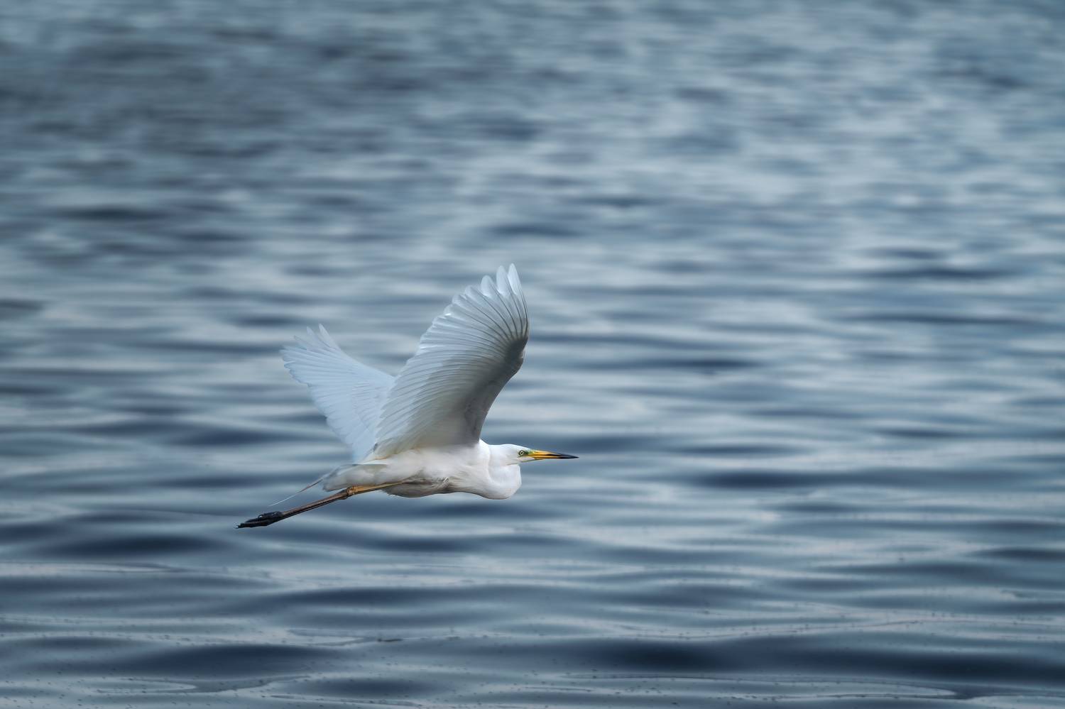 , Шимаковский Юрий