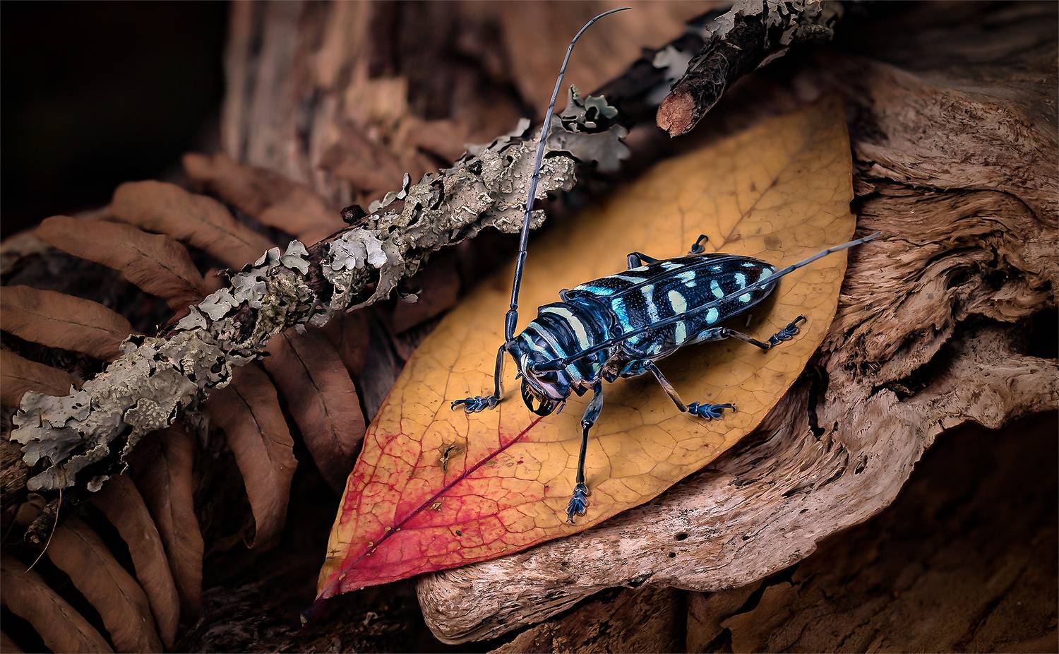 sternotomis virescens, Kavaliauskas Eugenijus