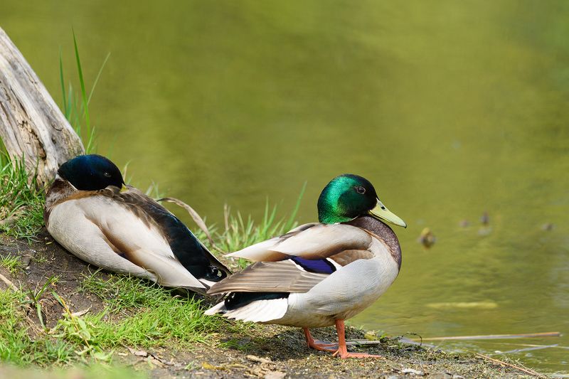 #кряква Кряквы фото превью