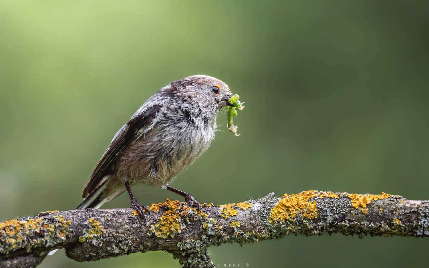 длиннохвостая синица, ополовник, aegithalos caudatus major, Круль Александр