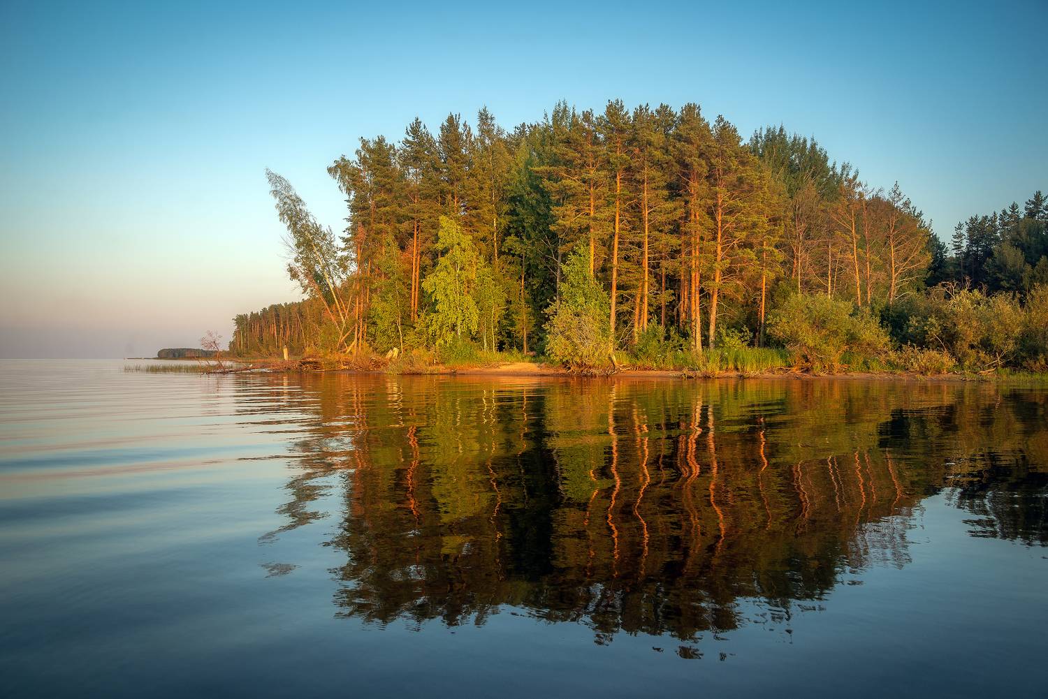 Сосновый берег, бор, штиль, Сергей Аникин
