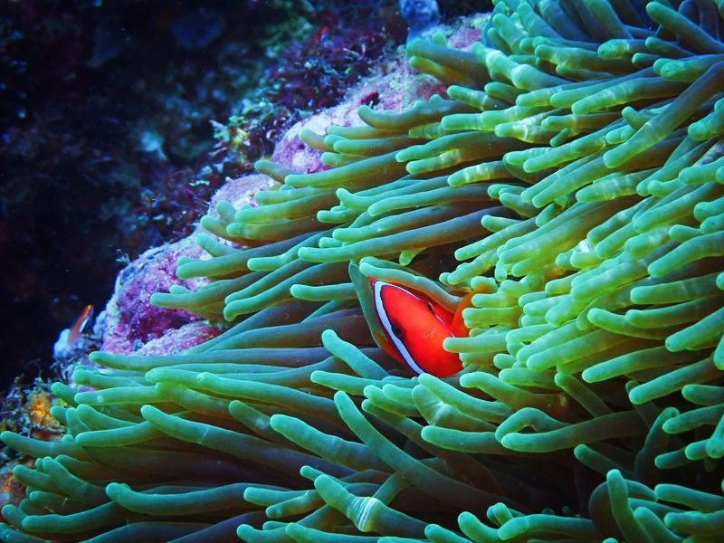 Когда я дома. фото превью