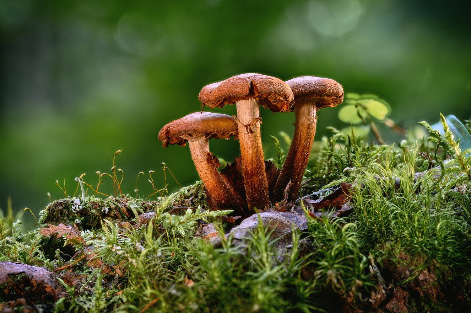 , Нуждин Андрей