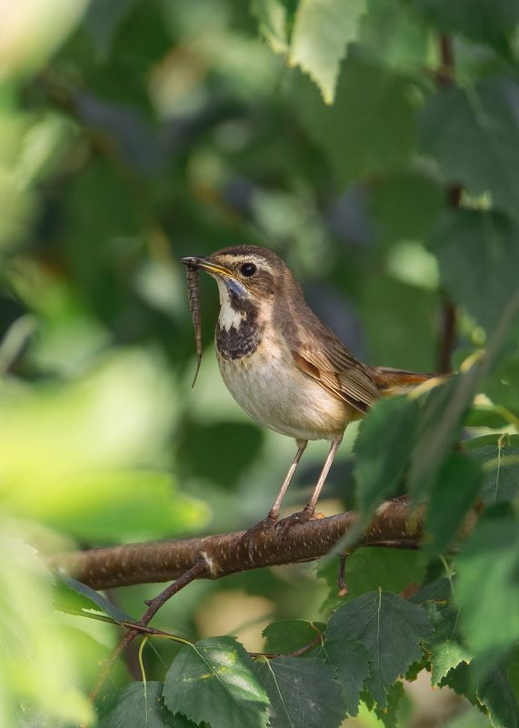 варакушка, птицы, природа Мама Варакушка фото превью