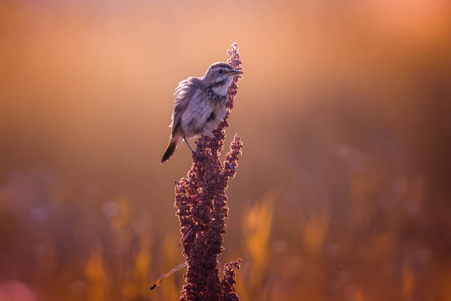 природа, лес, поля, огороды, животные, птицы, макро, Посевич Дмитрий