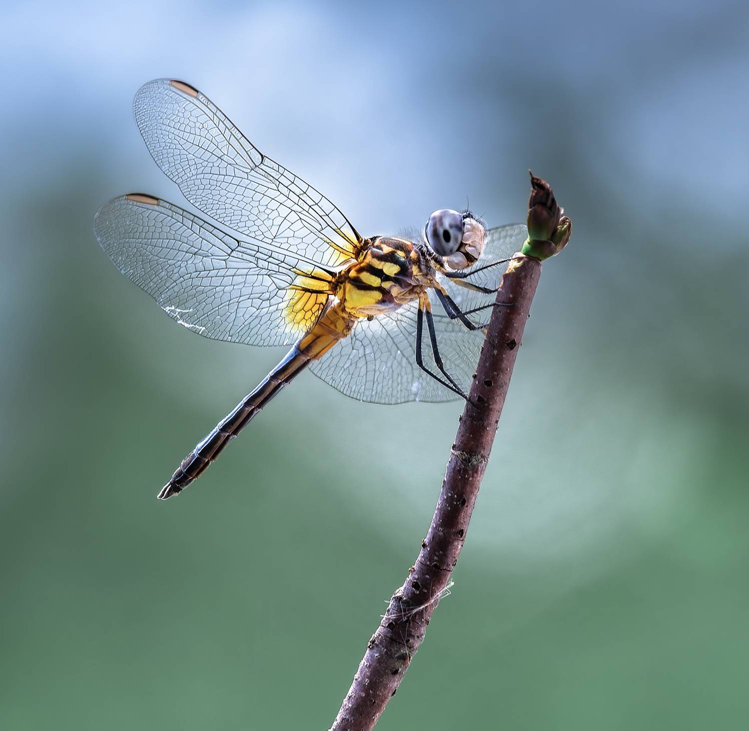 damselfly, dragonfly, insect, grass, sunset, dusk, evening, bug, macro, blade, grassland,, Atul Saluja