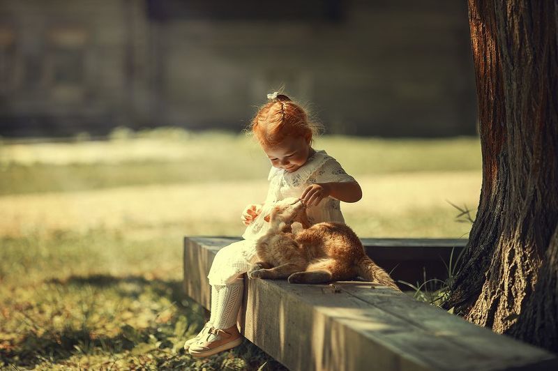 Рыжики фото превью