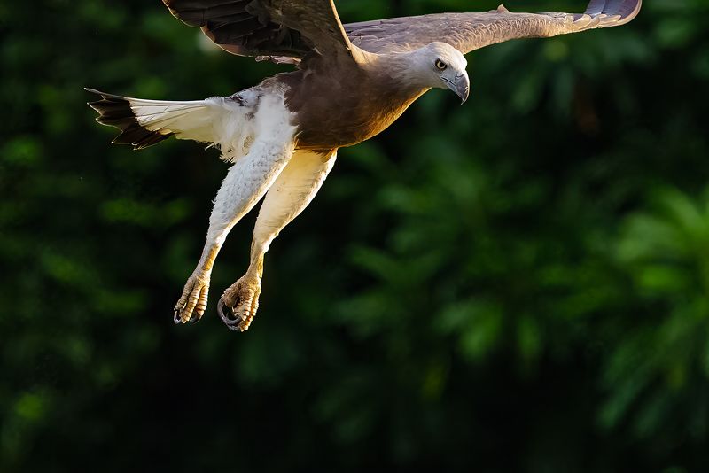 Grey Headed fish eagle фото превью