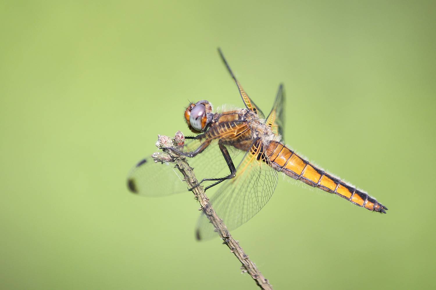 плоскобрюх рыжий, стрекоза рыжая, libellula fulva, КарОл