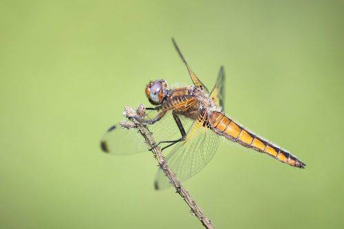 Плоскобрюх рыжий (Libellula fulva)