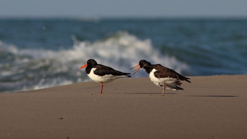 кулик-сорока, кулик, haematopus ostralegus, eurasian oystercatcher, куршская коса, балтийское море Курортники фото превью