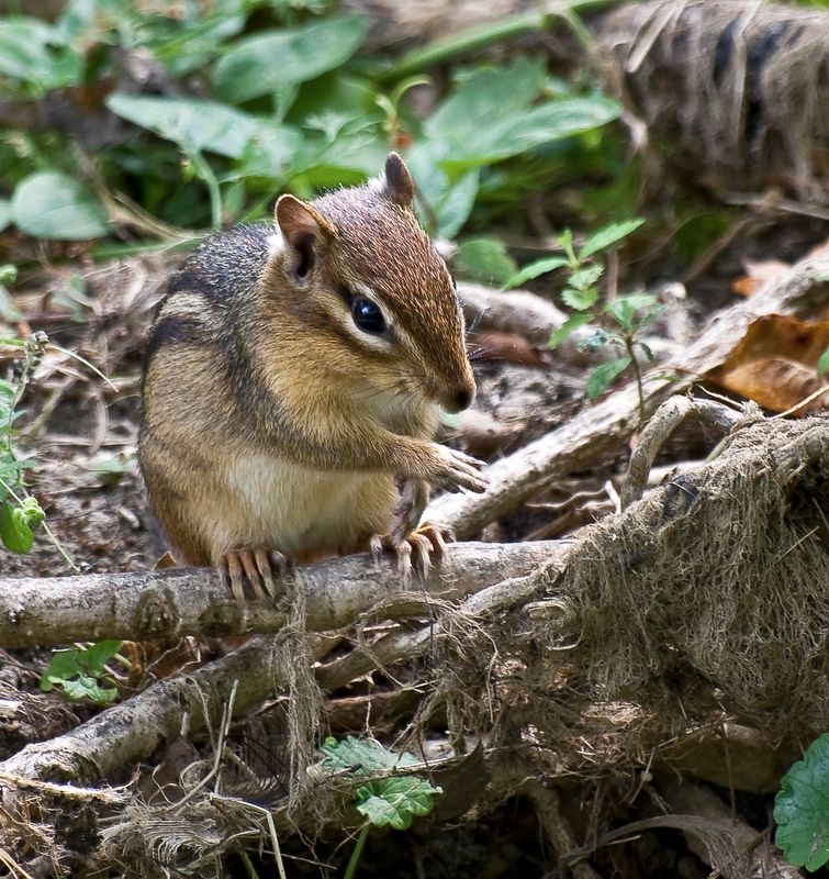 Принёс орешки? Сюда клади... фото превью