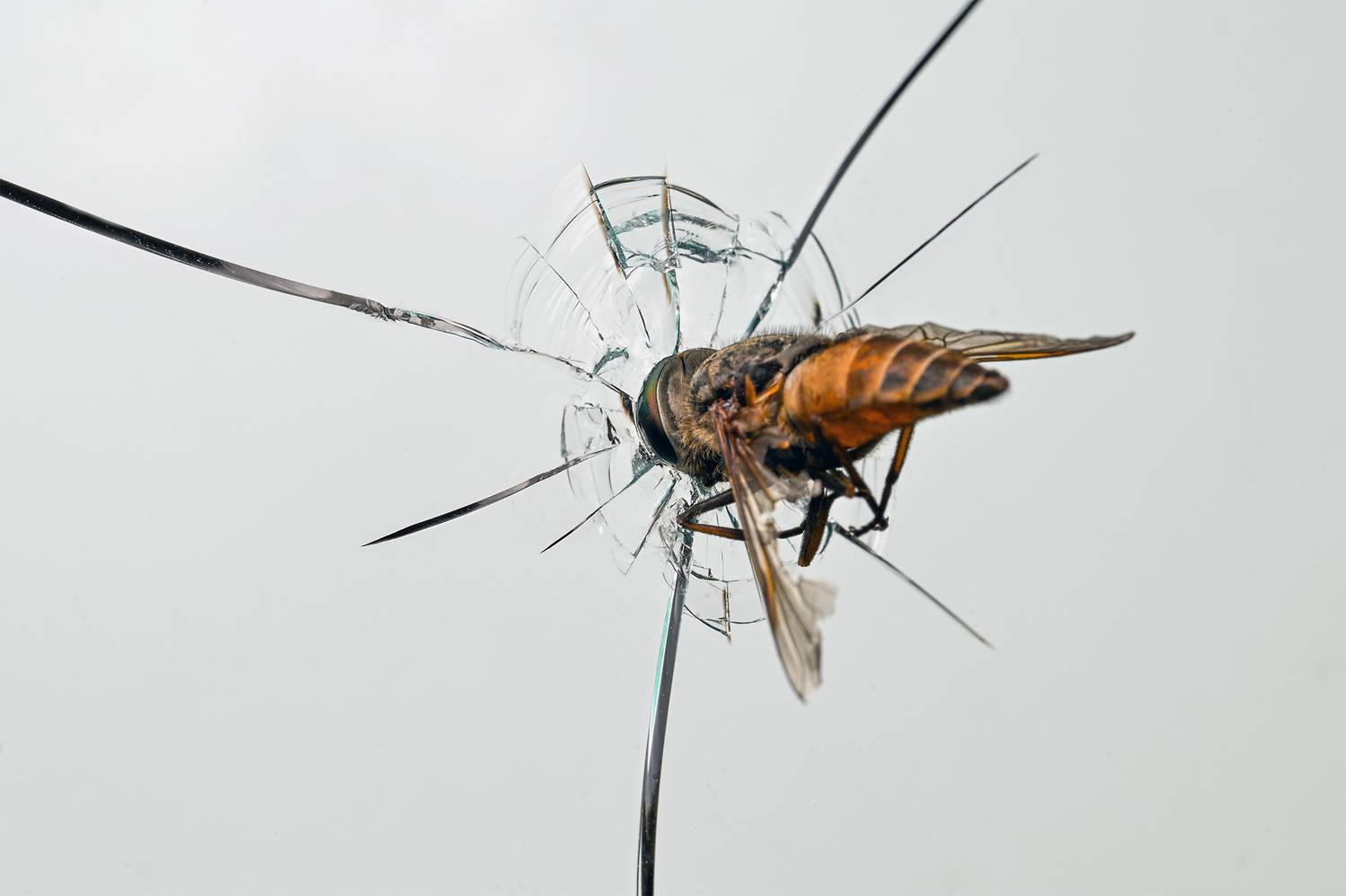 ceclii, macro, Цветан Ганев