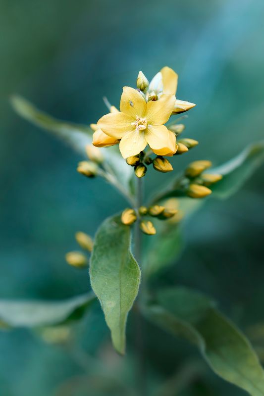 цветок Лесной цветок фото превью