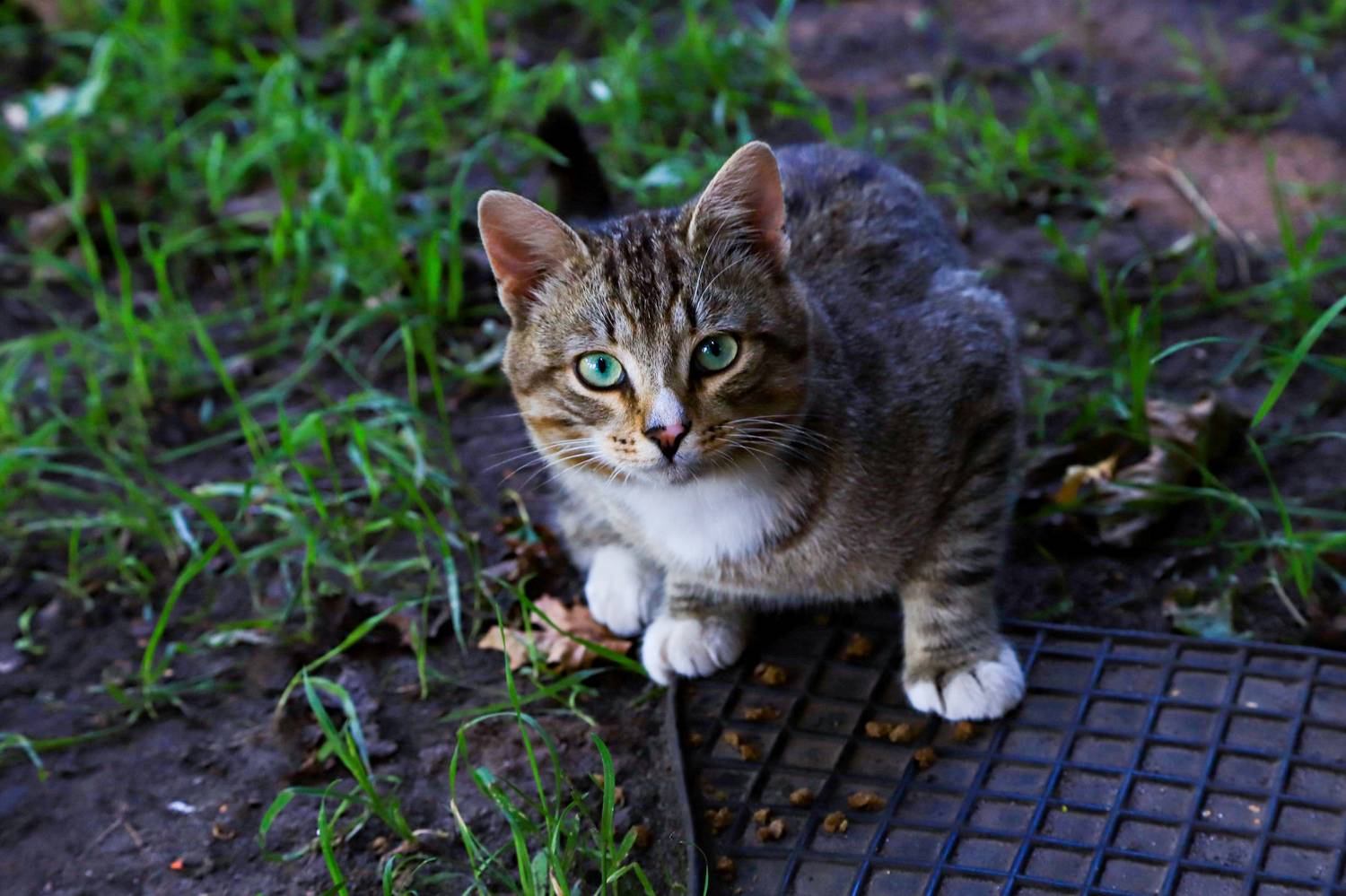 котёнок, ничейный, благодарный, Юрий Морозов