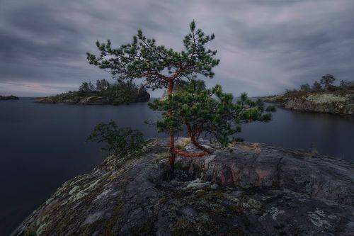 Фуэте, или Бонсай по-ладожски
