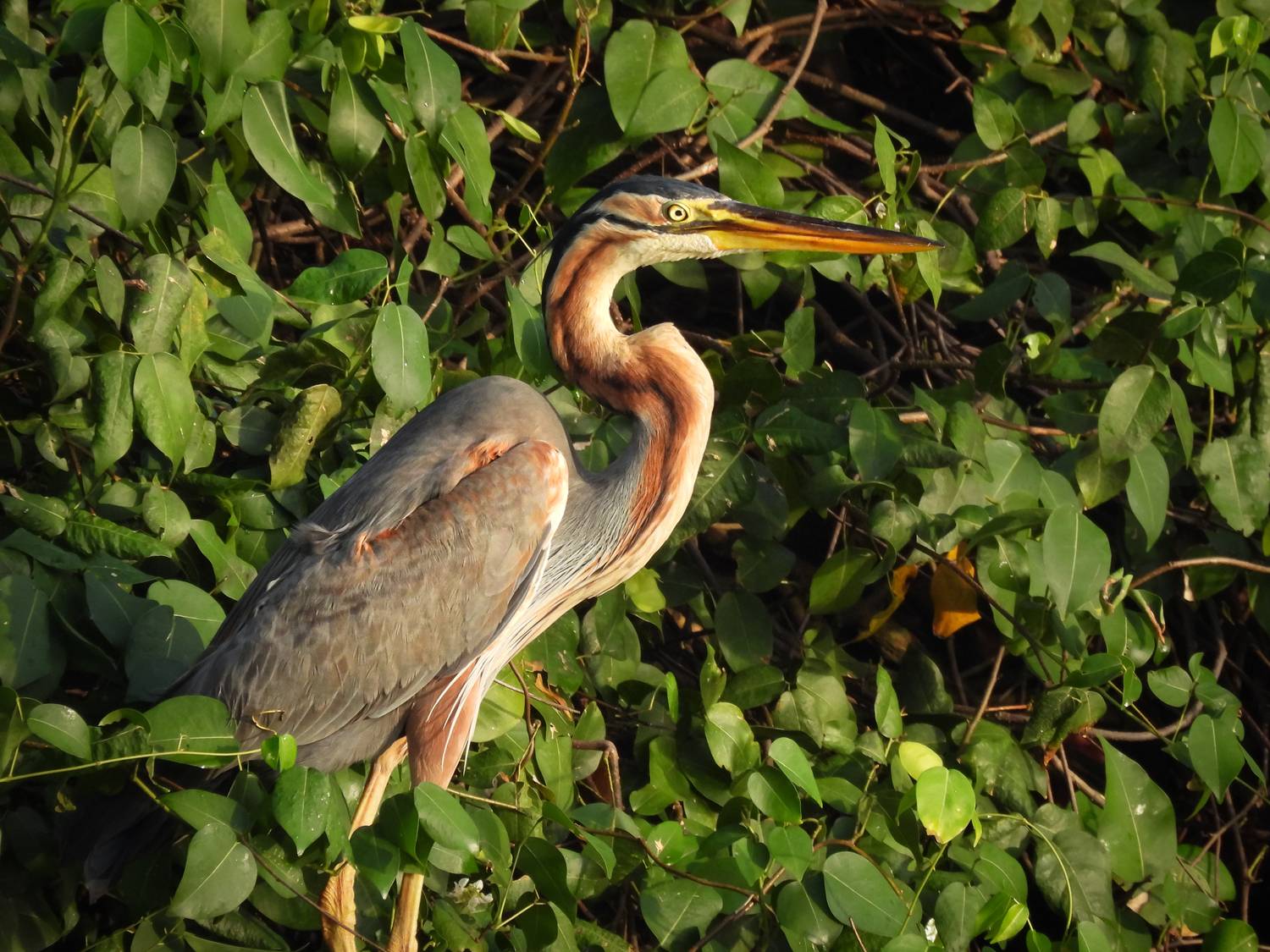 , Лесина Елена