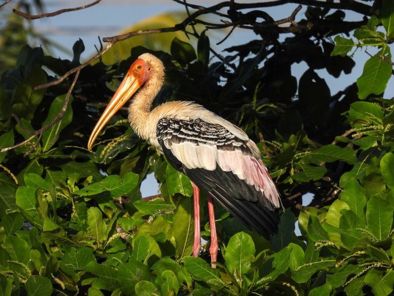 Клювач фото превью