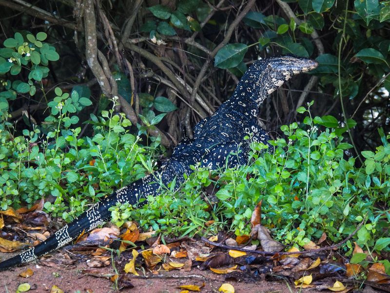 Водяной варан (кабаргойя) фото превью