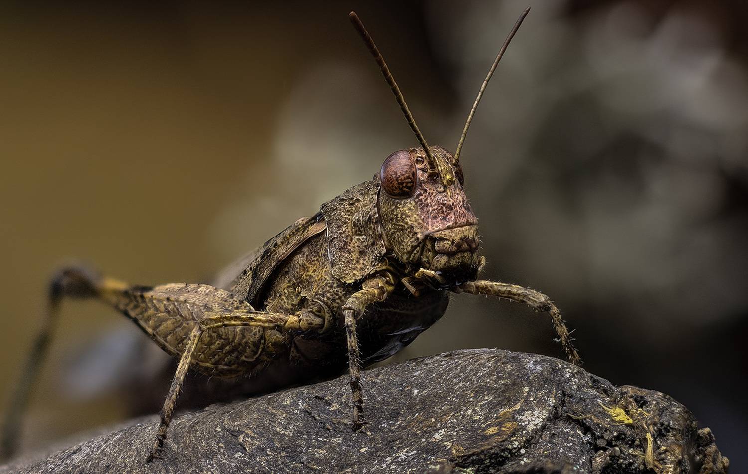 oedipoda caerulescens, Kavaliauskas Eugenijus