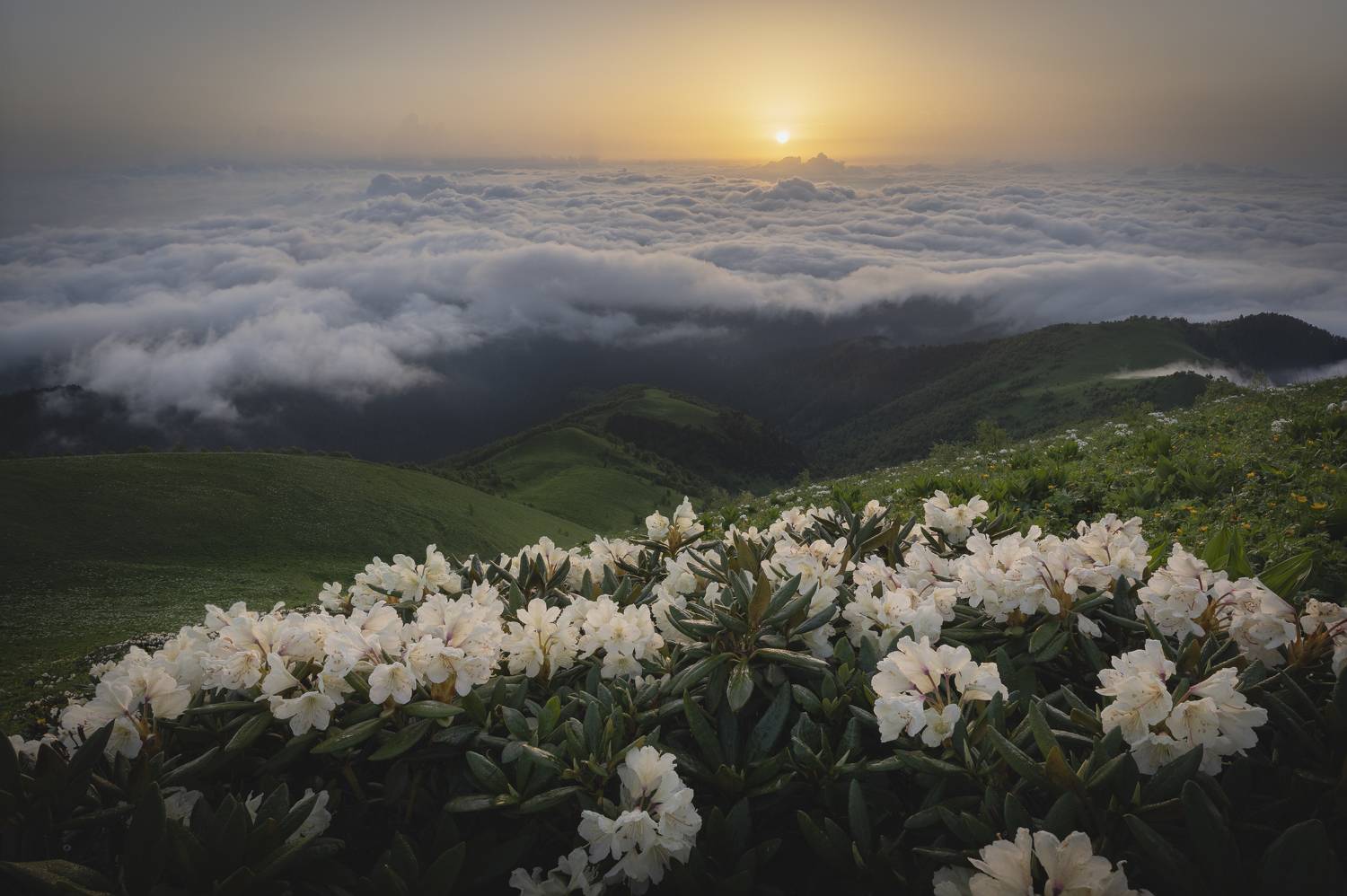 природный парк большой тхач, рассвет, облака, рододендроны, Mikhail Ioannisian