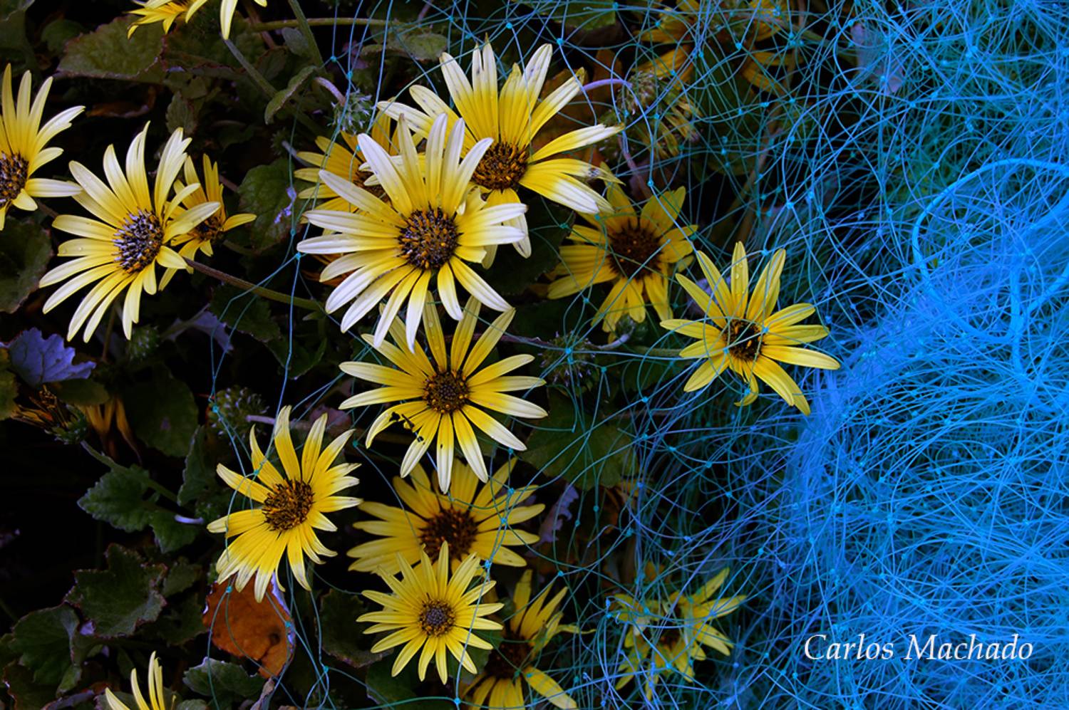 Flowers, Still Life, Fishnets, Macro, Machado Carlos