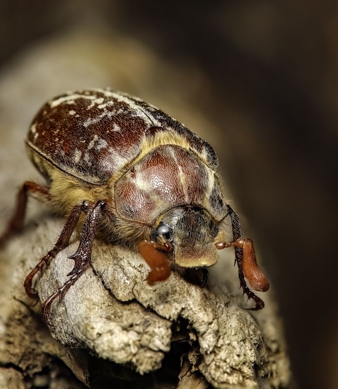 Polyphylla variolisa фото превью