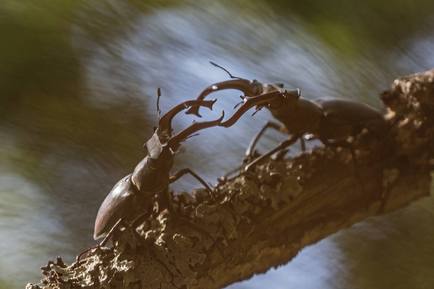 , Илья Михеев