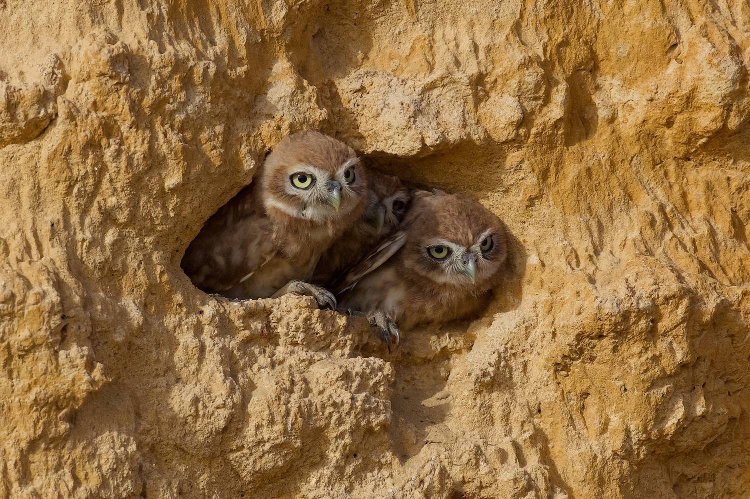 Little owls . Автор: David Manusevich , David Manusevich