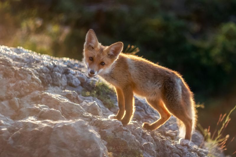 Солнечный лис фото превью