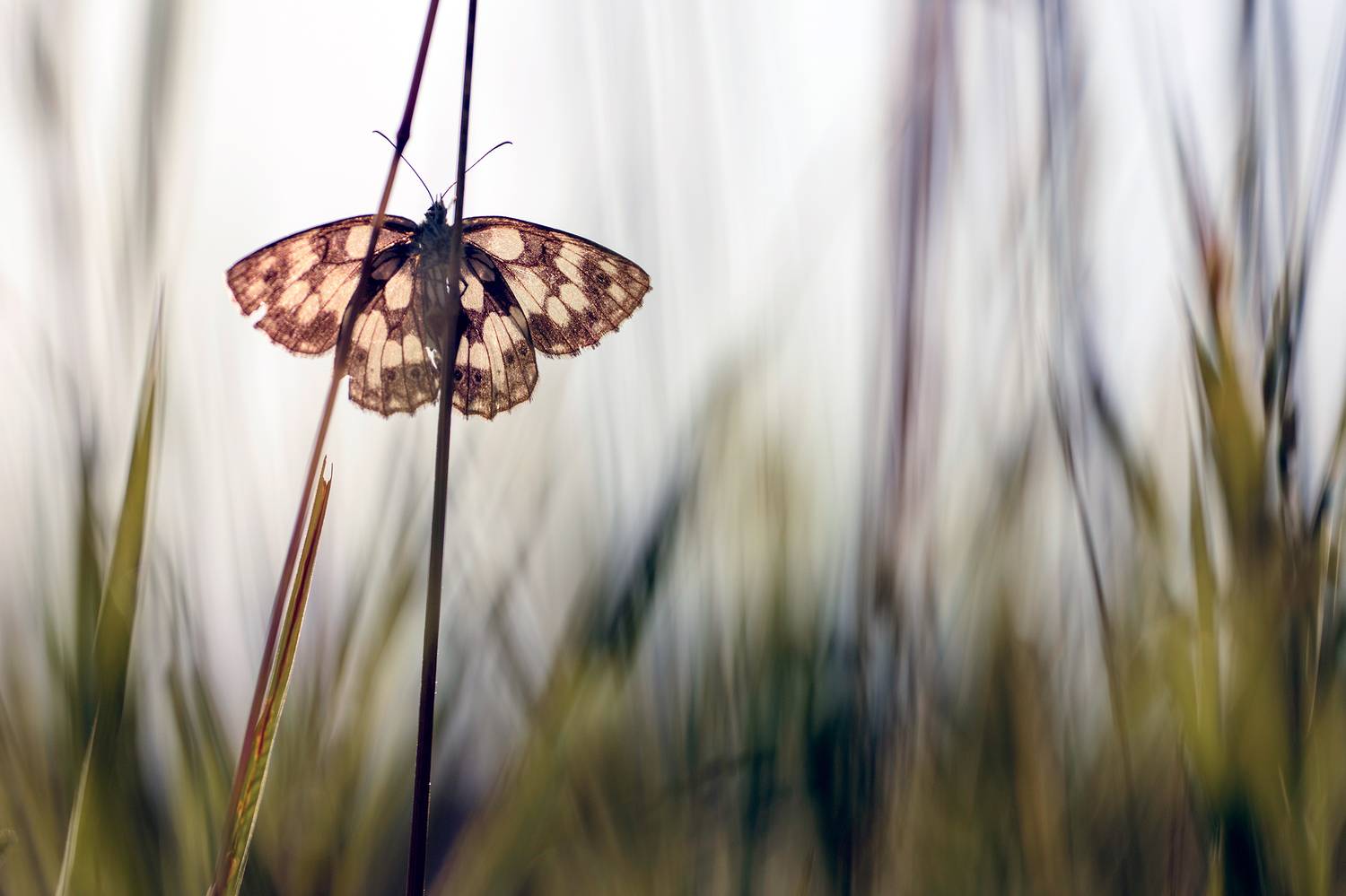 ,  Светослав Радков