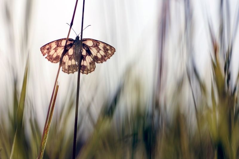 Шахматна Пеперуда в тревите фото превью
