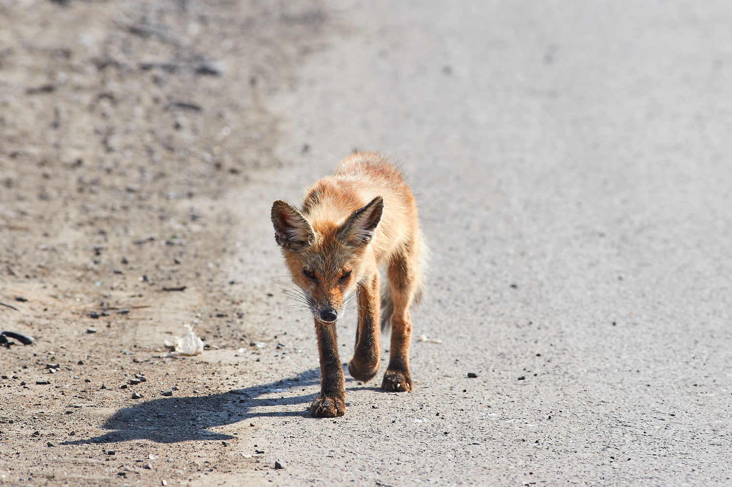 fox, volgograd, russia, wildlife, , Павел Сторчилов