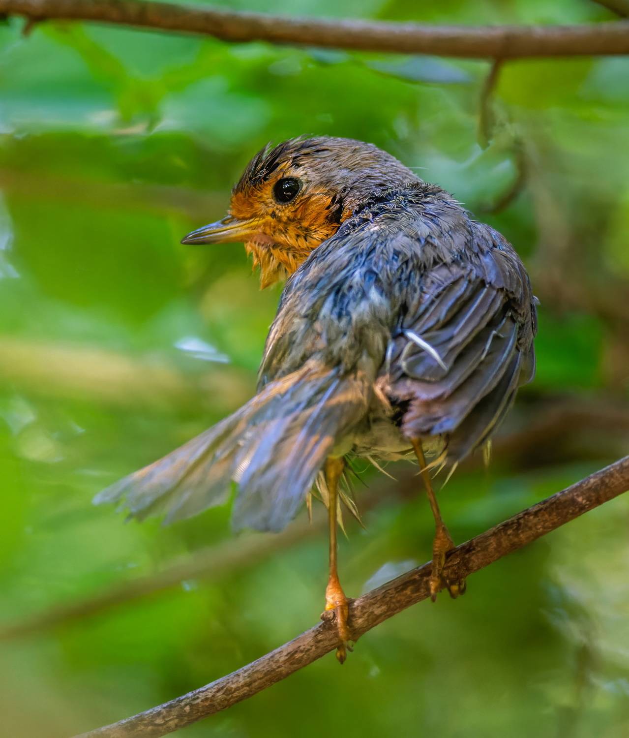 , Дэм Константин