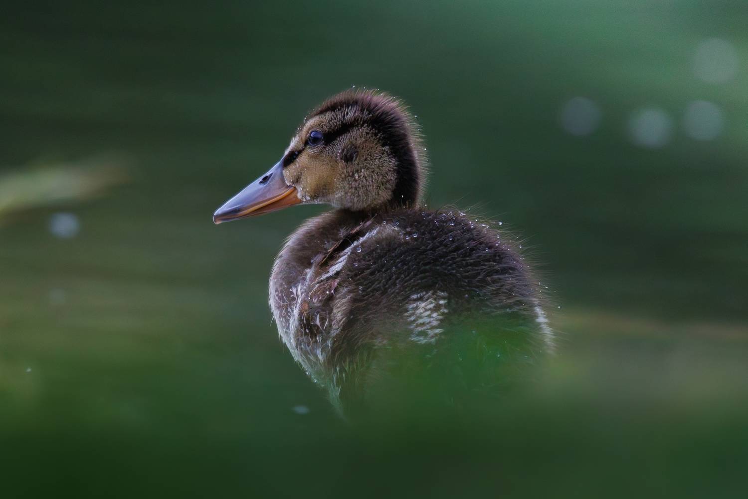 , Гильманов Артур