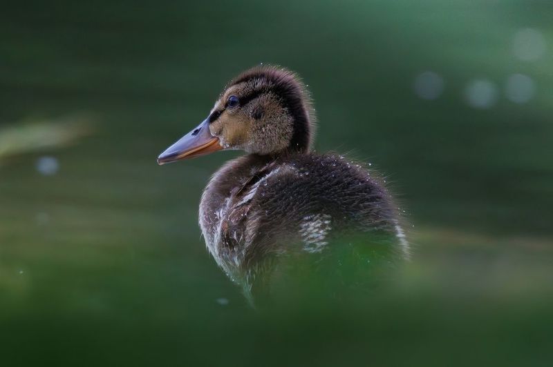Утенок фото превью
