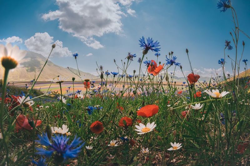 Portfolio фото превью