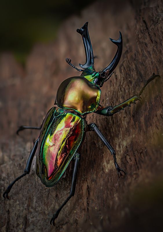 phalacrognathus muelleri muelleri Пестрый кросавец фото превью