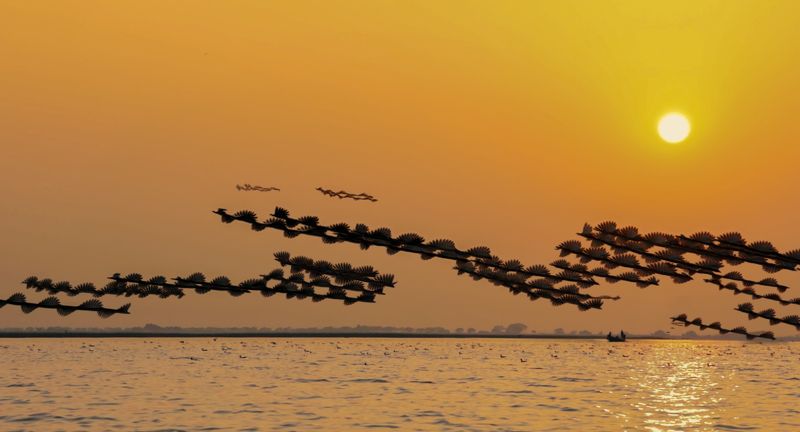 ornitography, trail, flamingo The trail фото превью