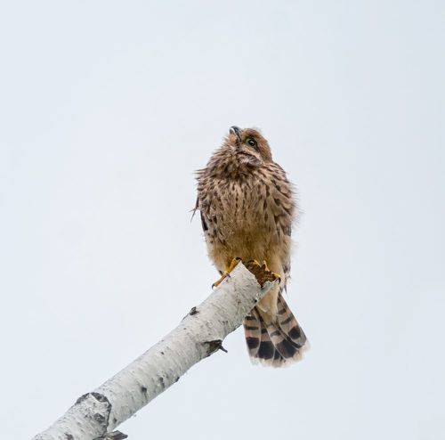 малыш пустельги..