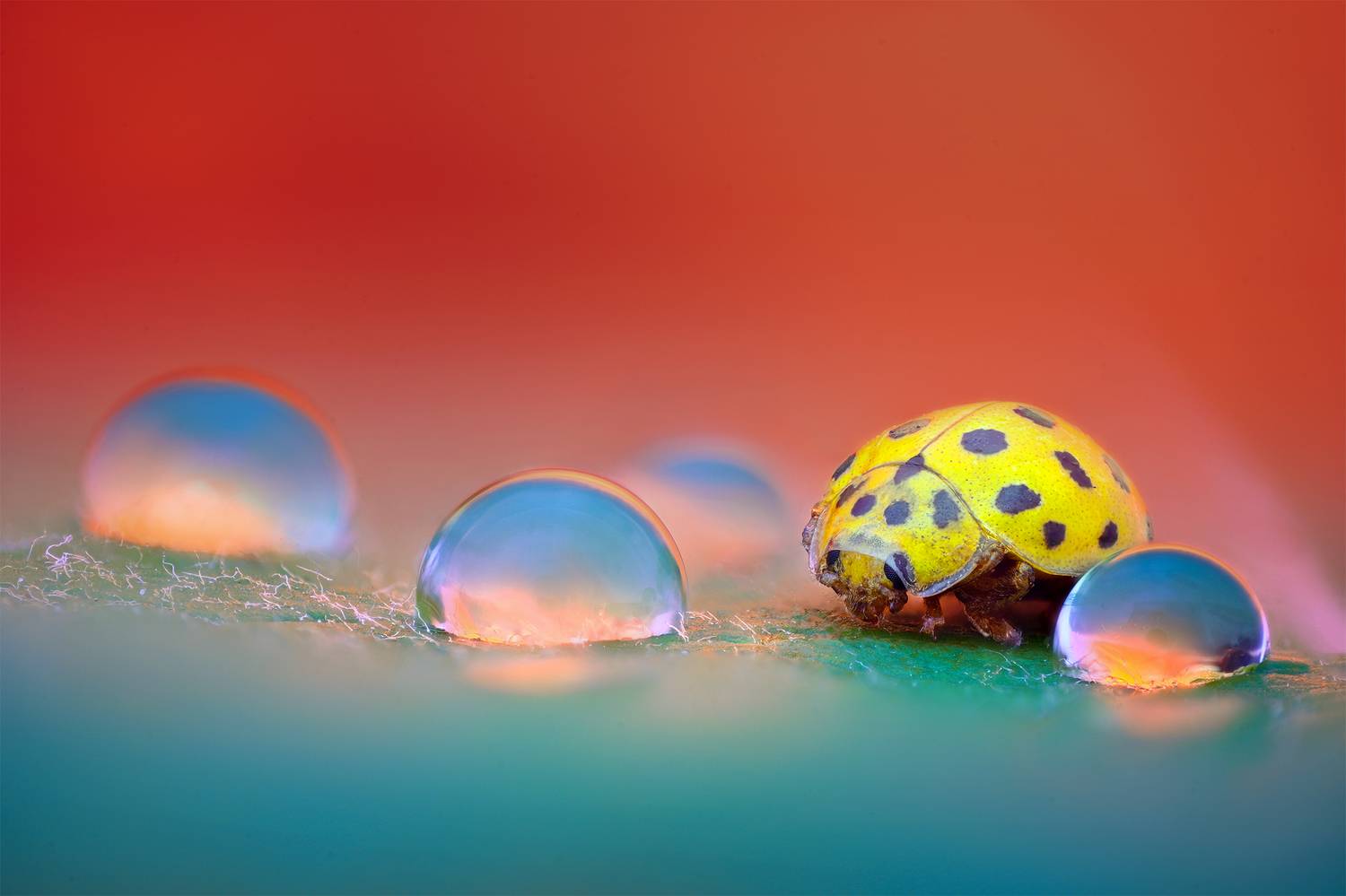 ceclii, macro, Цветан Ганев