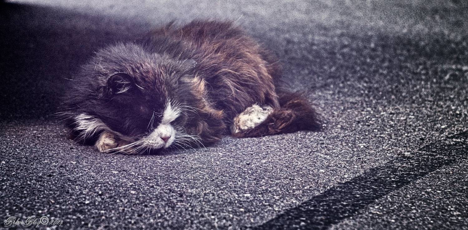 , Орлов Олег