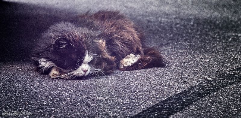 *** фото превью