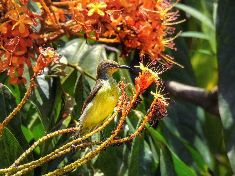 Лимонная нектарница фото превью