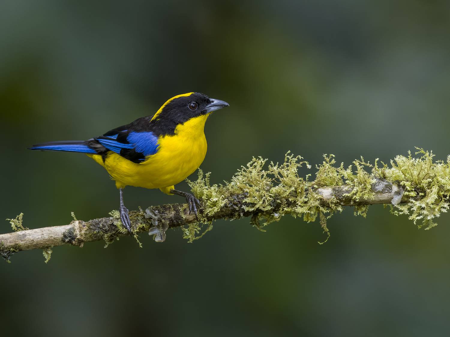 , Burgalin Sequeira Fernando