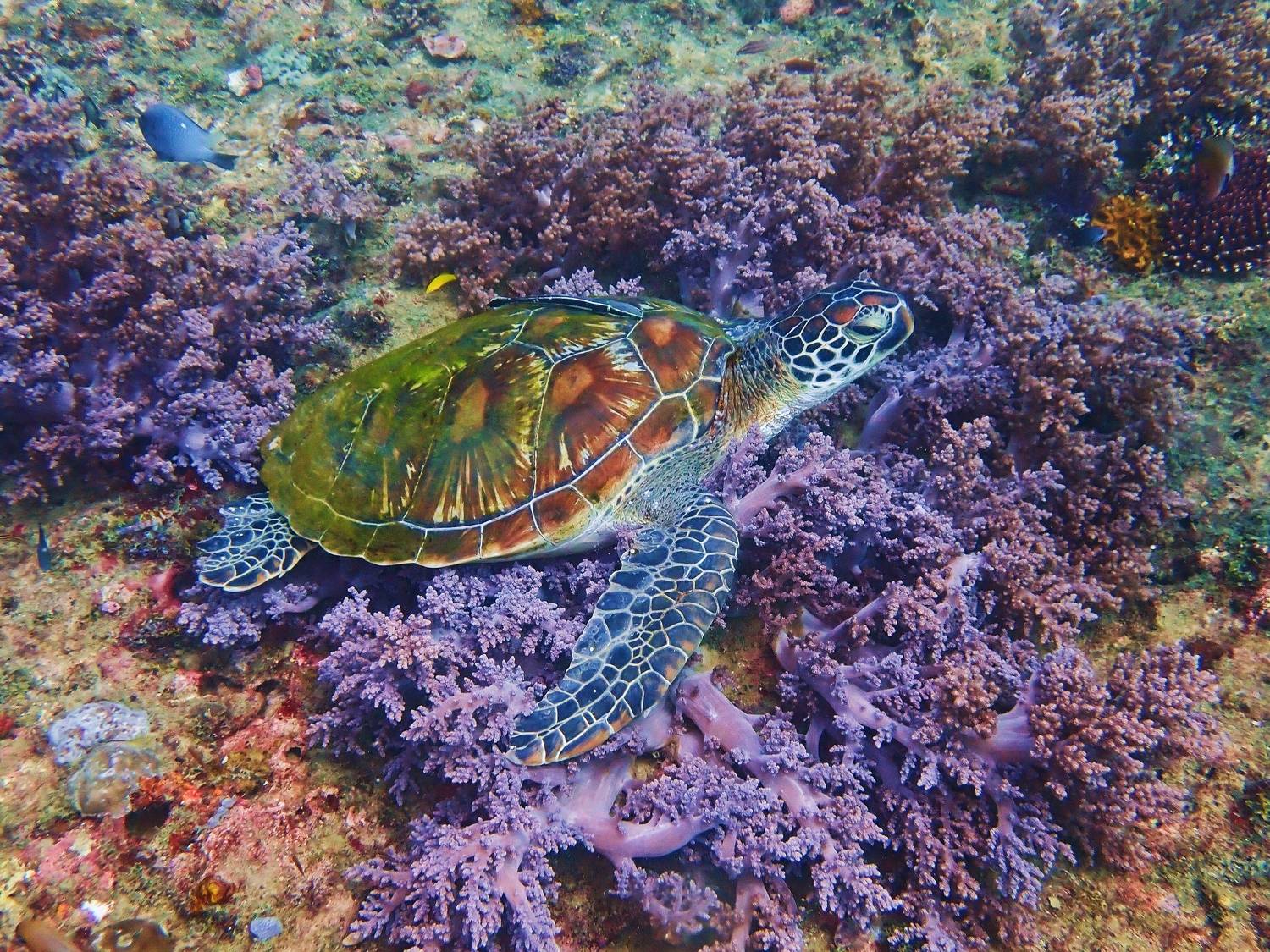 Миндоро, Филиппины, Кирилл Леднев