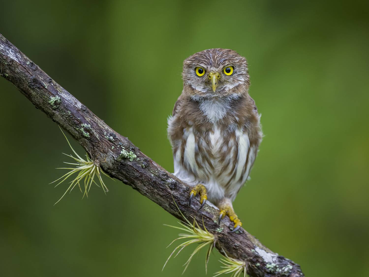 , Burgalin Sequeira Fernando